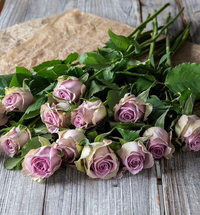 Lilla roser Lilla roser